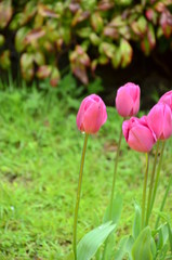 tulips in the garden