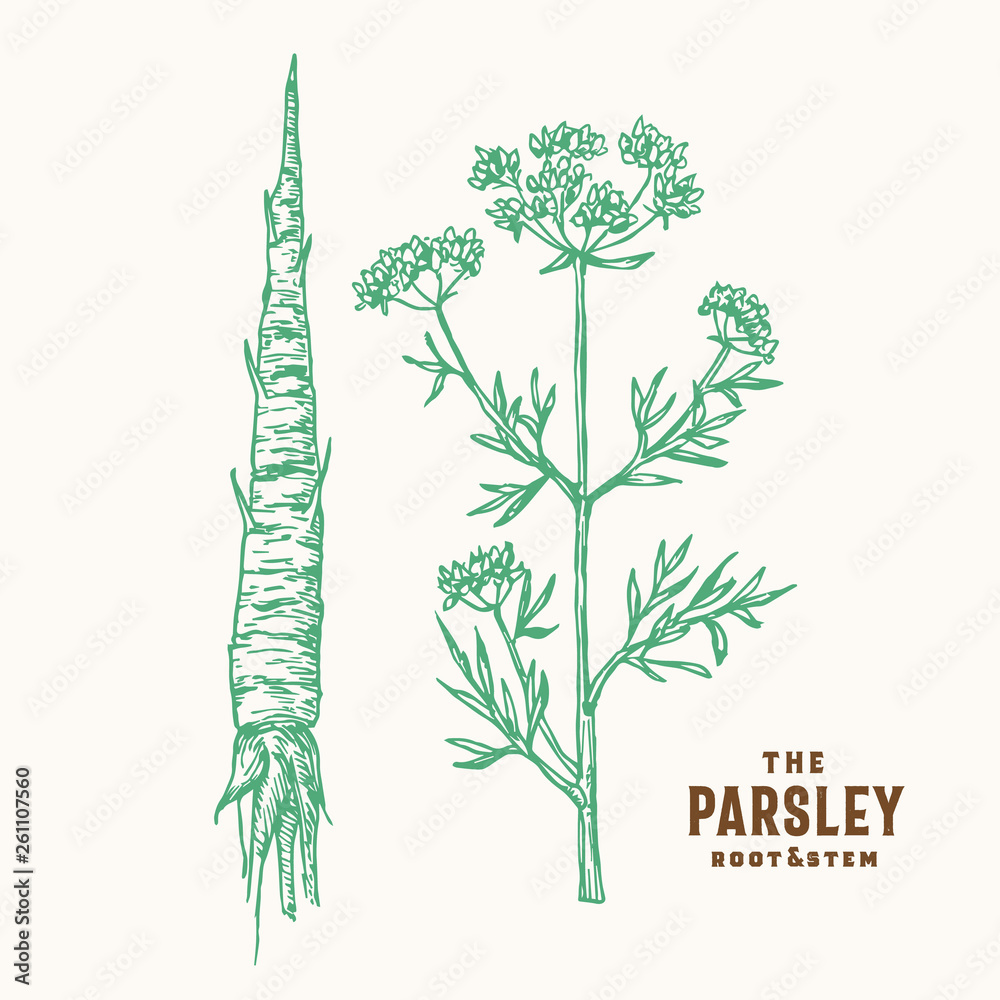 Wall mural parsley root and stem vector sign, symbol or illustration. hand drawn green parsley root and branch 