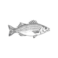 Sea Bass Hand Drawn Vector Illustration. Abstract Fish Sketch. Engraving Style Drawing.