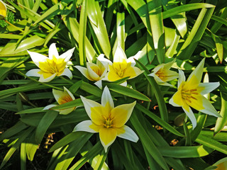 flowerbed with yellow and white tulips