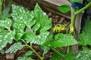 Cultivate tomatoes in the Garden