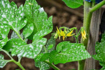 Cultivate tomatoes in the Garden