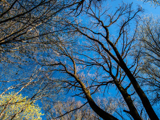 Spring Goloseevsky Park 