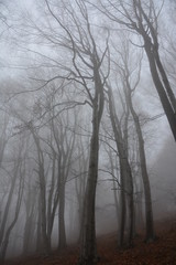 Misty forest - tree trunks in the fog