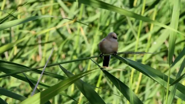 Cute little birds. Green reeds background. Bird: Bearded Reedling. Panurus biarmicus .