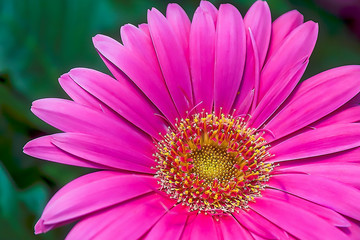 Obraz premium Hot Pink Gerber Daisy. Closeup 