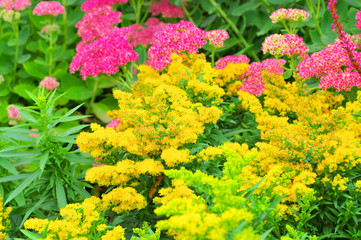 Goldrute Solidago Hybride Laurin - goldenrod Solidago Hybride Laurin