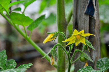 Cultivate tomatoes in the Garden