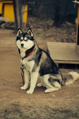 portrait of a husky dog