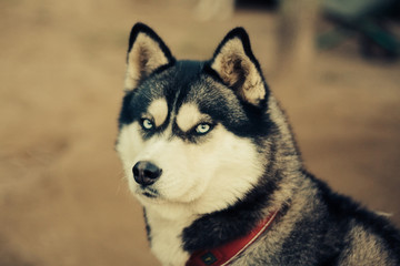 portrait of a husky dog