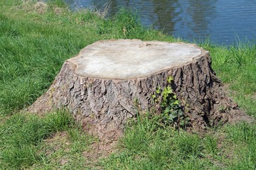 Obraz premium Arbre coupé