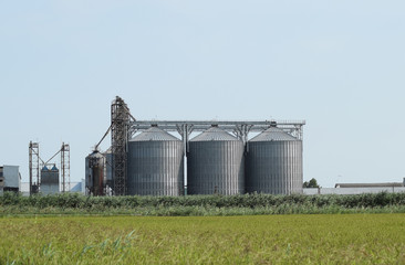 Fototapeta na wymiar Rice plant in the middle of fields