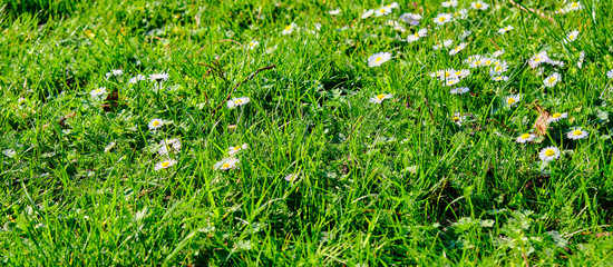 grüne Wiese mit Gänseblümchen