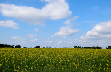 Rapeseed field. Yellow rape flowers, field landscape. Blue sky and rape on the field.