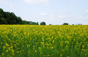 Rapeseed field. Yellow rape flowers, field landscape. Blue sky and rape on the field.