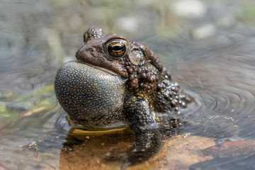 Eastern American toad (Anaxyrus americanus) sitting at edge of pond