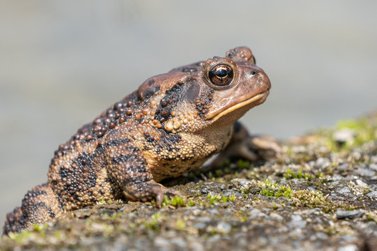 Eastern American toad (Anaxyrus americanus) sitting on edge of pond