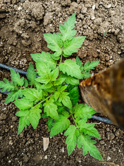 Cultivate tomatoes in the Garden