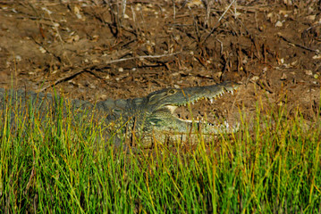 A lone crocodile on a river bank