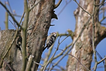 Männlicher Kleinspecht  (Dryobates minor) im Frühling