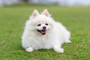White Pomeranian in the park