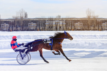 horse racing horse, winter