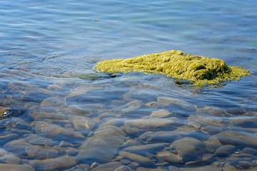 Big stone covered with green sea mud over the sea water and others stones in the sea off the coast, closeup
