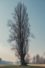Einsamer Baum 