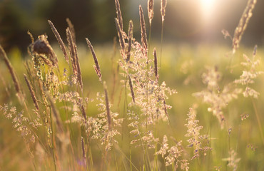 Landscape photo of grass field. Floral, spring concept