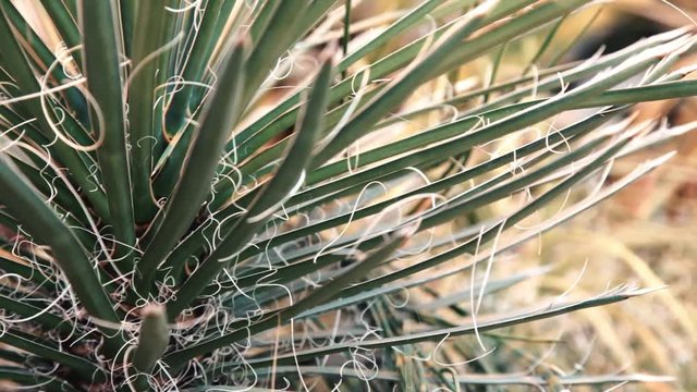 Agave Filifera in the desert, close-up image.Focus on thin leaves, natural background.