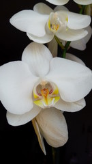 Fototapeta na wymiar white orchid on green background