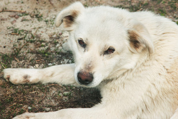 Obraz premium White dog on the street