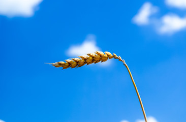 Naklejka premium Spikelets of wheat against the sky