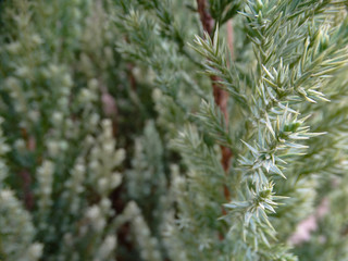 arvore 