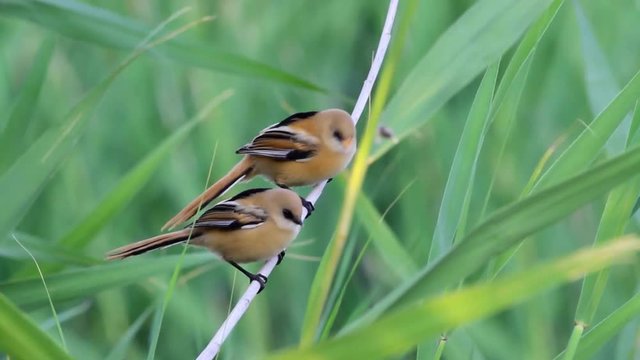 Cute little birds. Green reeds background. Bird: Bearded Reedling. Panurus biarmicus .
