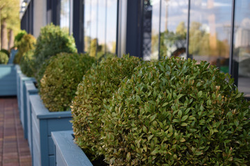 green plants in a greenhouse