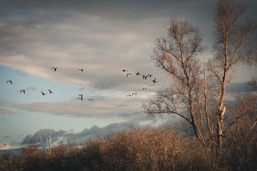 Wildgänse im Abendlicht
