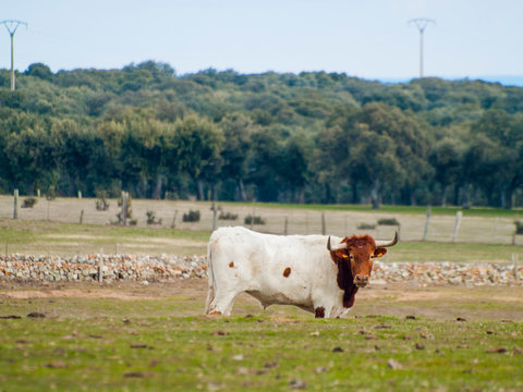 A cow of berrenda en colorado breed cows grazing in the dehesa in Salamanca (Spain). Ecological extensive livestock concept
