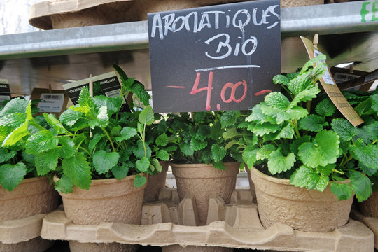 citronnelle bio 