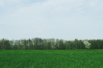 prairie printemps Bruxelles belgique 