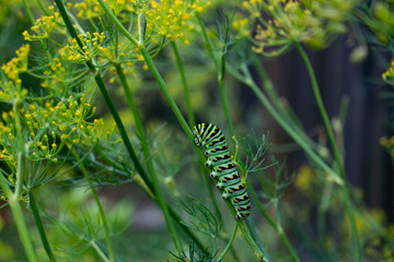 nature,flower,wallpaper
