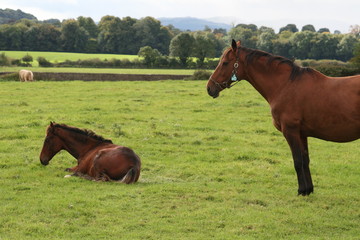 Pferd auf der Weide