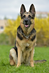 German Shepherd Dog on an Autumnal Background