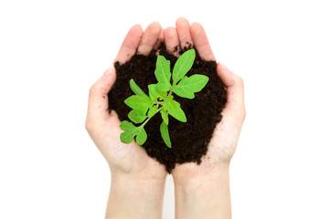 Organic food concept - female hands holding small plant of tomato growing with soil on a white background.