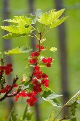 Red currant ripe berries on the bush