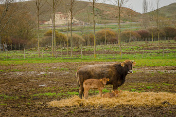 Cow in the field in Barrio de Santa María. Palencia
