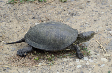 The tortoise lies on bare soil. Ordinary river tortoise of temperate latitudes. The tortoise is an ancient reptile.