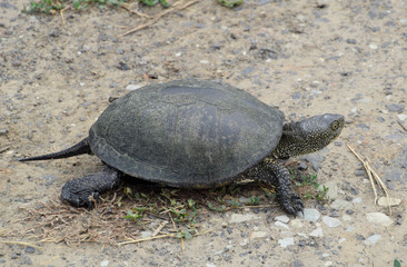 The tortoise lies on bare soil. Ordinary river tortoise of temperate latitudes. The tortoise is an ancient reptile.