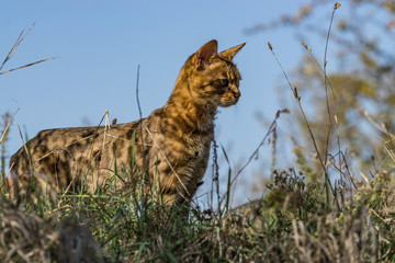 Bengalkatze stehend im Gras Profilansicht