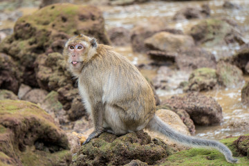 Obraz premium Ha Long Bay Affe